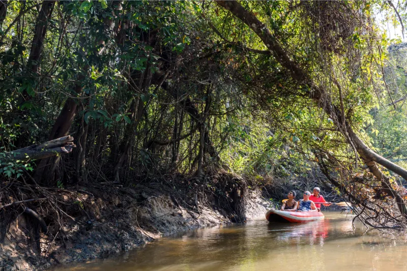 Mangroves in the “Little Amazon” area of Phang Nga Province